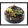 Jungle Basing system! - Miniature Basing System